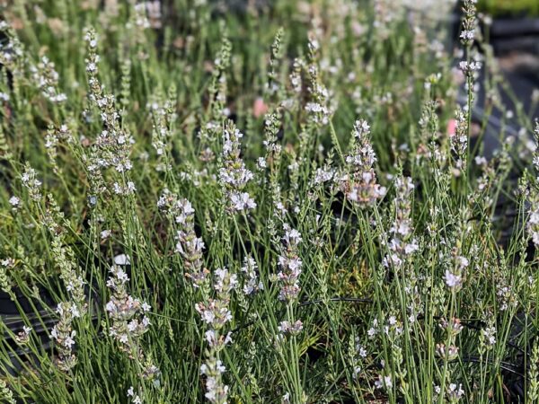 Une belle touffe de lavande blanche Edelweiss en fleurs