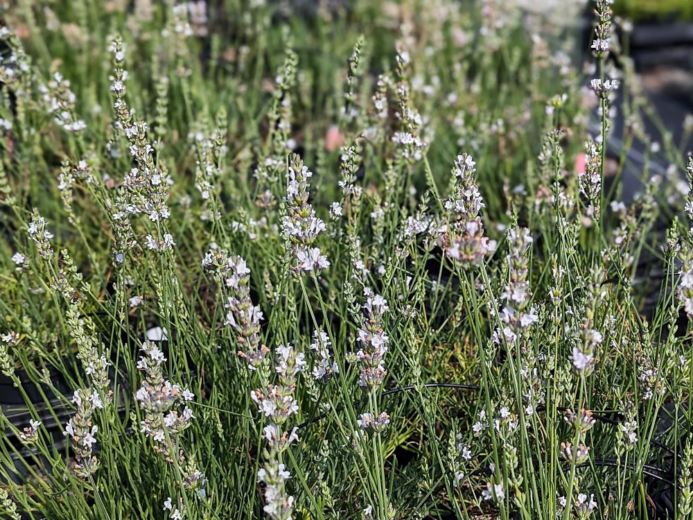 Lavande Blanche Bloomique – Lot De 3 Plants Lavandula Angustifolia, Résistante Au Froid – Pot 9x9 Cm