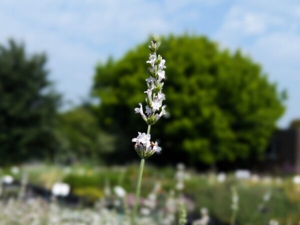 Une tige de lavande blanche Edelweiss en fleurs