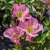 trois fleurs d'oenothera rose
