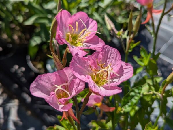 trois fleurs d'oenothera rose