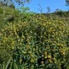 phlomis fruticosa en fleurs dans la garrigue