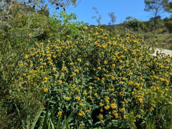 phlomis fruticosa en fleurs dans la garrigue