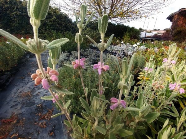 Phlomis purpurea "Marina" à fleurs roses