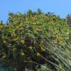 massif de phlomis viscosa en fleurs avec ciel bleu