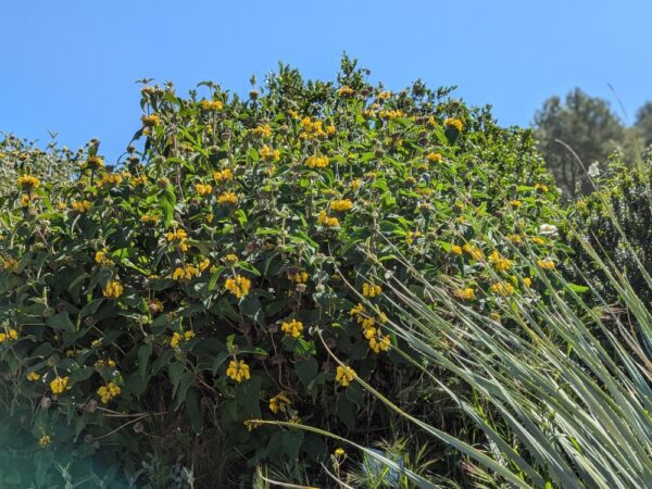 massif de phlomis viscosa en fleurs avec ciel bleu