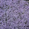 tapis de phlox blue eyes