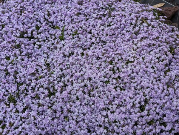 tapis de phlox blue eyes