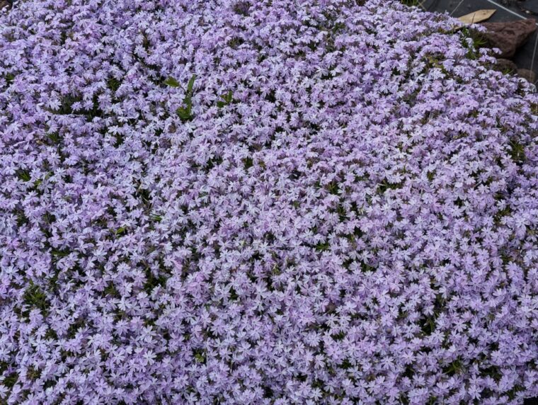 phlox-blue-eyes-25-3