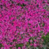 tapis de couvre-sol phlox terniskiaming rose fuchsia