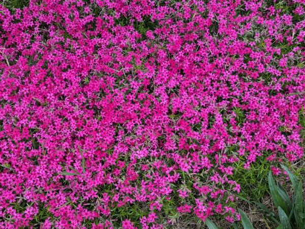 tapis de couvre-sol phlox terniskiaming rose fuchsia