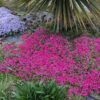 tapis de phlox terniskiaming au bord d'un bassin naturel