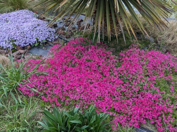 tapis de phlox terniskiaming au bord d'un bassin naturel