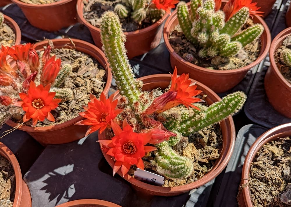Cactus Queue de Rat, Echinopsis chamaecereus Pépinières Quissac