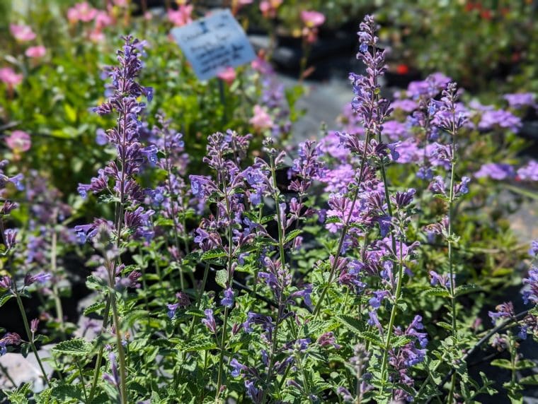 nepeta-dropmoore-24-5
