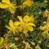 hypericum balearicum