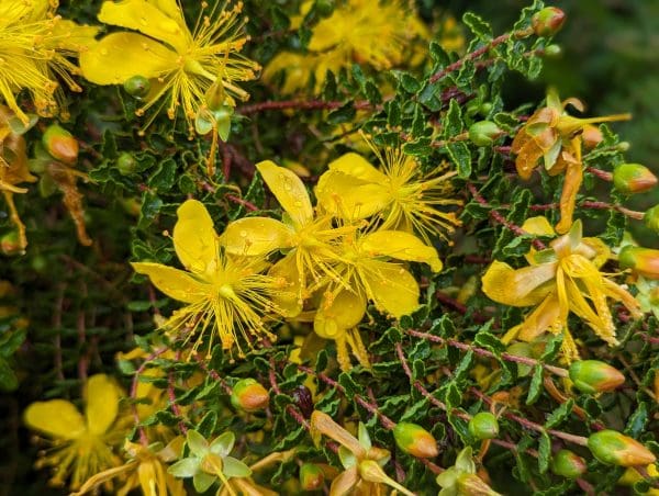 hypericum balearicum