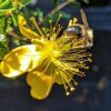 Fleur jaune d'un hypericum balearicum, millepertuis des Baléares, visitée par une abeille