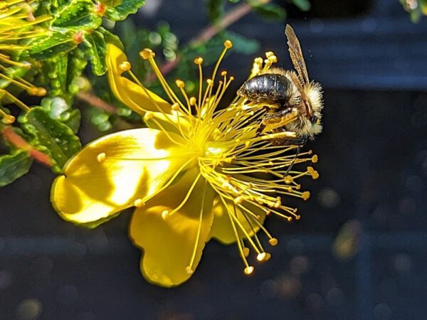 Fleur jaune d'un hypericum balearicum, millepertuis des Baléares, visitée par une abeille