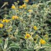 phlomis cretica en fleurs