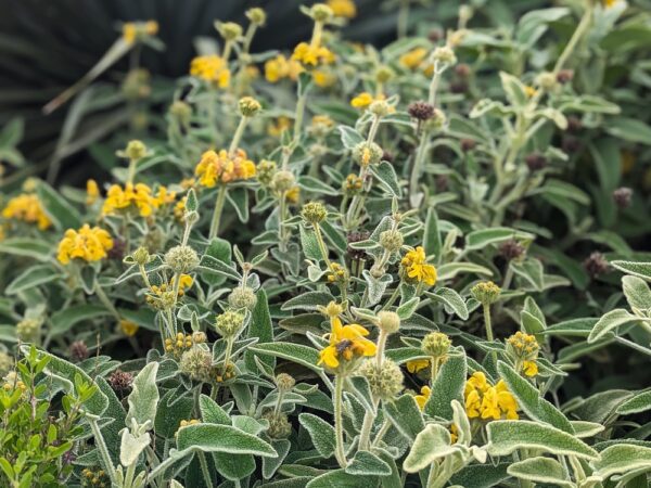 phlomis cretica en fleurs