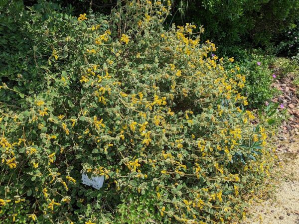 Joli buisson de phlomis lanata à floraison jaune