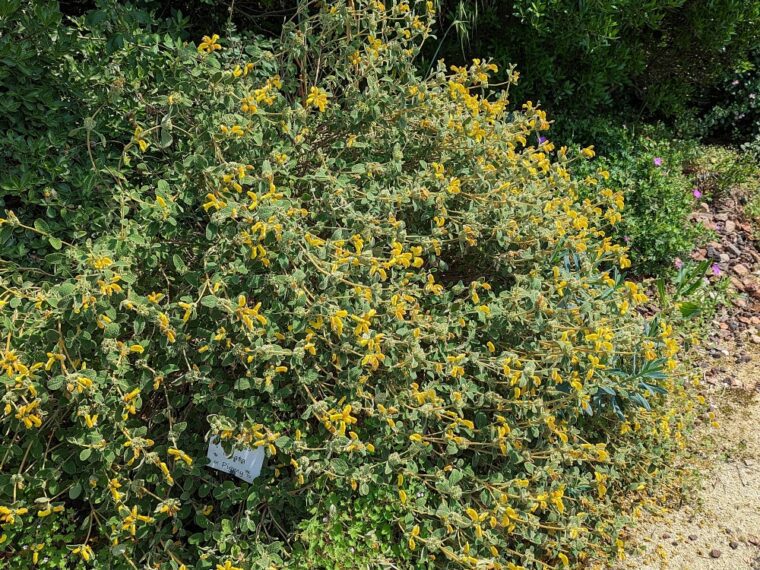 phlomis-lanata-23-5-1