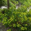 euphorbe ceratocarpa buisson en fleurs