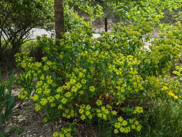 euphorbe ceratocarpa buisson en fleurs