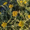 achillea coarctata en fleurs, joli jaune