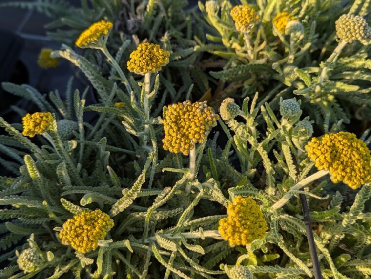 achillea-coarctata-25-9