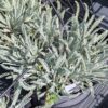 Achillée couvre sol a des feuilles fines comme une plume. Très résistant à la sécheresse
