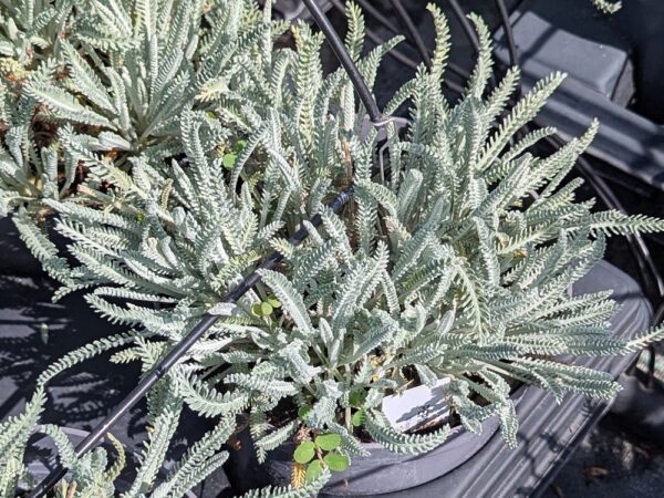 Achillée couvre sol a des feuilles fines comme une plume. Très résistant à la sécheresse