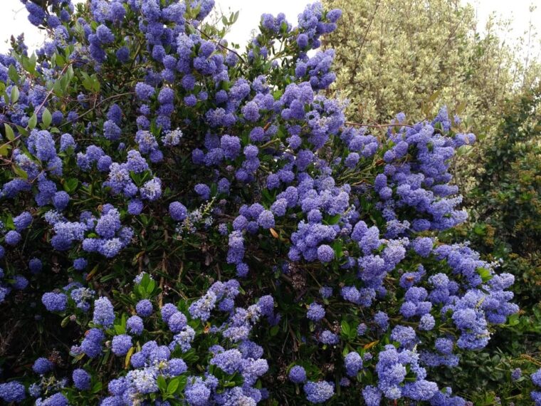 ceanothus-skylark