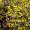 floraison euphorbe panachée ascot rainbow