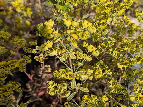 floraison euphorbe panachée ascot rainbow