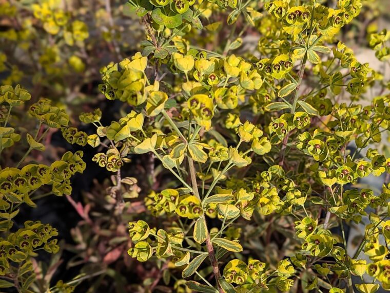 euphorbia-ascot-rainbow-25-3