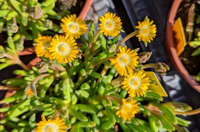 delosperma-peridott-22