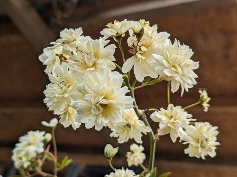 rosa-banksae-blanc