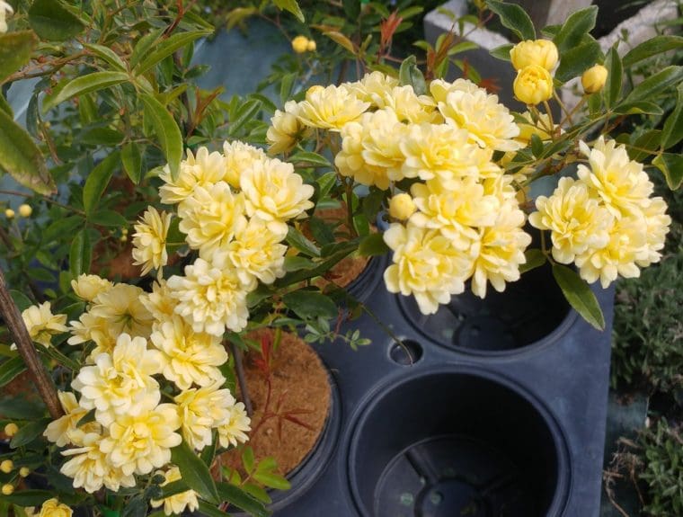 rosa-banksiae-lutea
