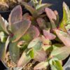 plante grasse Sedum Matrona