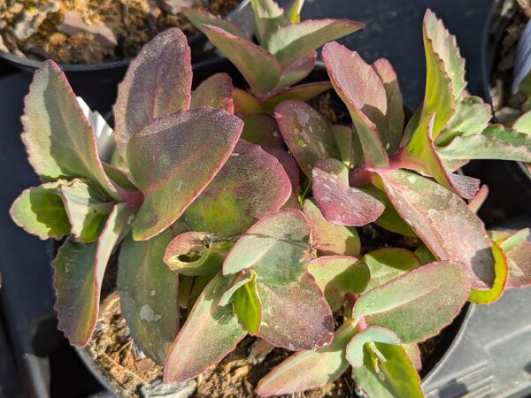 plante grasse Sedum Matrona