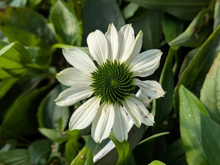 echinacea-purpurea-alba-25-9