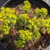 euphorbe clarice howard en fleurs dans un pot