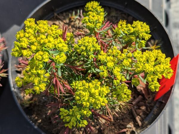 euphorbe clarice howard en fleurs dans un pot