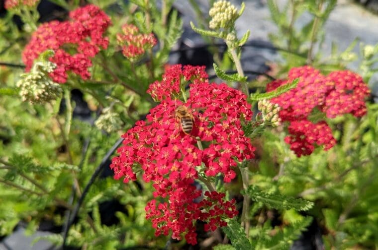 achillea-framboise-abeille
