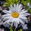 Grandes marguerites blanches à cœur jaune pour faire des bouquets.
