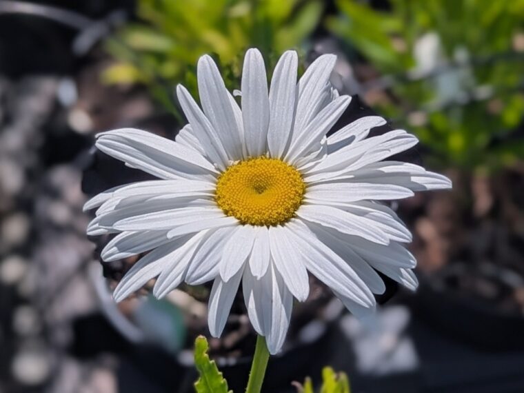 leucanthemum-becky-26-6-1