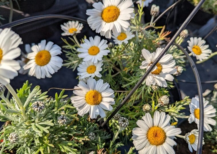 rhodanthemum-hosmariense