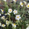 helianthemum couvre-sol floraison blanche comme les cistes